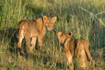 lion cubs playing