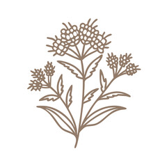 Goldenrod Flower Line Art Illustration