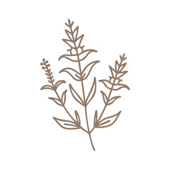 Obraz premium Hedge Hyssop Gratiola Officinalis Line Art