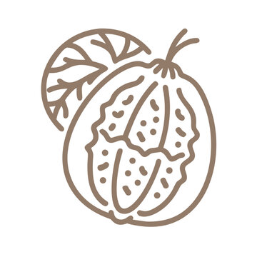 Colocynth Outline Icon, Citrullus colocynthis