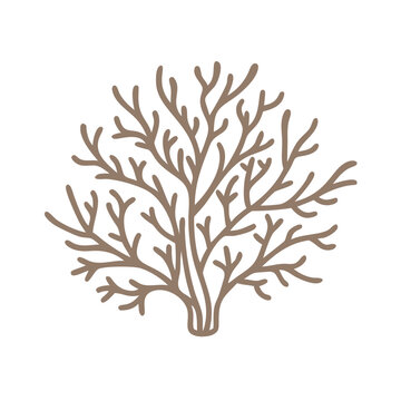Coral Branch Illustration, Corallium Rubrum Vector