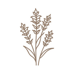 Flax Weed Linaria Plantaginaceae Minimalist Illustration