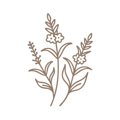Fluellin Veronica Officinalis Line Art Illustration