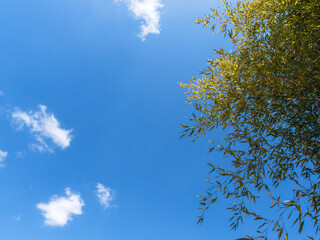 Obraz premium 竹林から見上げる青空と雲04