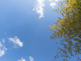 竹林から見上げる青空と雲03