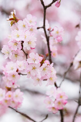 北海道　満開の桜のクローズアップ