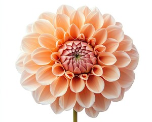 Beautiful peach dahlia flower in full bloom.