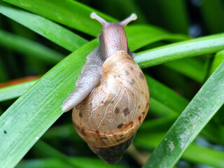 Snail crawling on fresh and wet green leaves. Snail on wet green grass, with blurred natural...