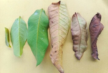 Dry leaves and its background