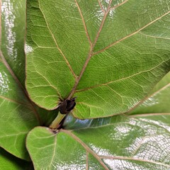 green leaf on a green leaf ficus lirata tree natural texture 