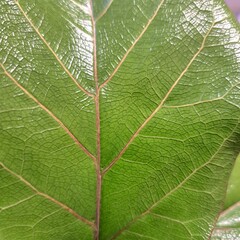 green leaf texture