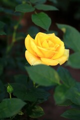 yellow rose in the garden