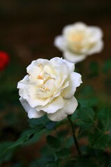 single yellow rose