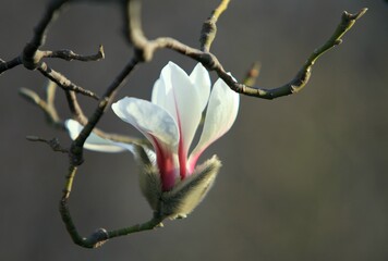 bud of a tree