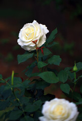 yellow rose in the garden