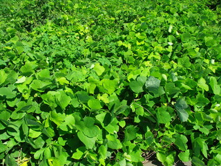 秋の江戸川河川敷に繁茂するアレチウリ