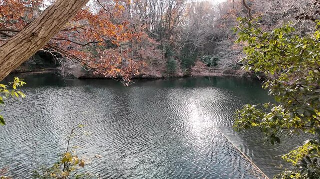 ゆったりとした時が流れる湖 | 秦野 | 震生湖
