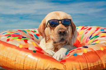 A relaxed Labrador wearing sunglasses floats on a colorful donut-shaped pool float in the ocean. A...