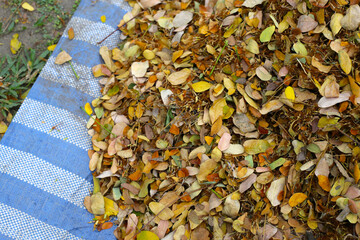 Brown dried leaves of rain tree. Dried leaves for composting