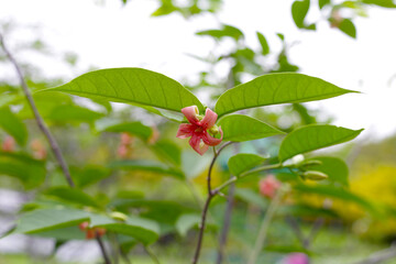 Wrightia hybrid flower with green leaves