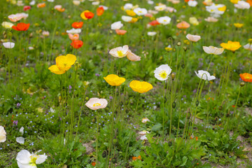 Beautiful poppy flower garden. The Expo 70 Commemorative Park, Osaka, Japan
