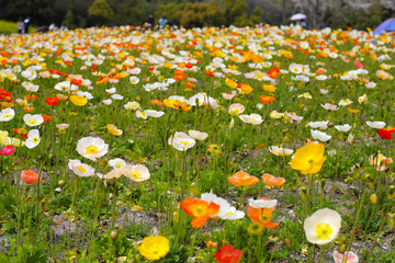 Beautiful poppy flower garden. The Expo 70 Commemorative Park, Osaka, Japan