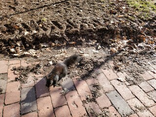 Brown Black Squirrel on Old Brick Path With Dirt Behind