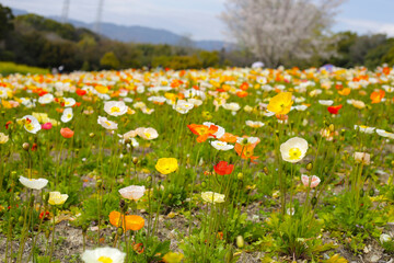 Beautiful poppy flower garden. The Expo 70 Commemorative Park, Osaka, Japan