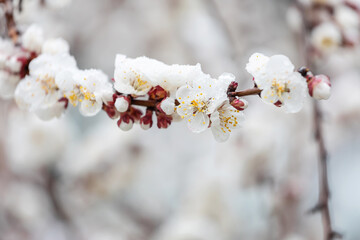 The apricot blossoms had just begun to bloom when a spring snow fell