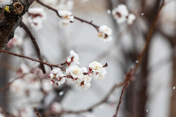 The apricot blossoms had just begun to bloom when a spring snow fell