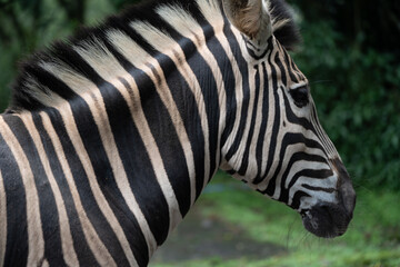 Fototapeta premium Close-Up of Zebra Showing Stripes and Mane