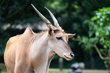 Eland Antelope Standing Calmly in Natural Zoo Setting