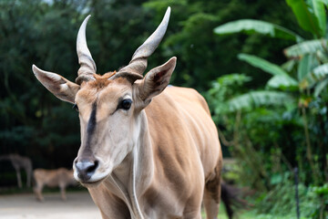 Eland Antelope Standing Calmly in Natural Zoo Setting
