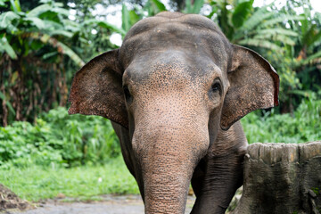 A large elephant with a wrinkled face and wrinkled skin