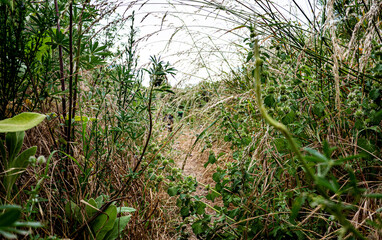 Beautiful new zealand plants flowers flora colours vibrant native 