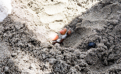 Dog pink paw peaking showing from sand playing sand games pet 