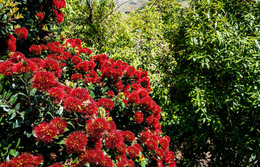 Beautiful new zealand plants flowers flora colours vibrant native 