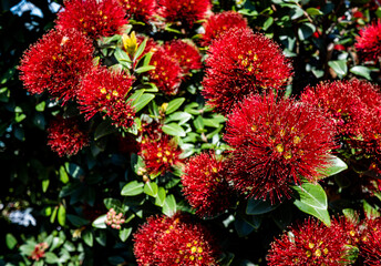 Beautiful new zealand plants flowers flora colours vibrant native 