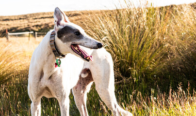 Happy greyhound white dog enjoying nature freedom pet happy