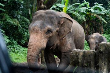Naklejka premium A large elephant with a wrinkled face and wrinkled skin