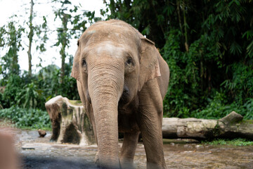 Fototapeta premium A large elephant with a wrinkled face and wrinkled skin