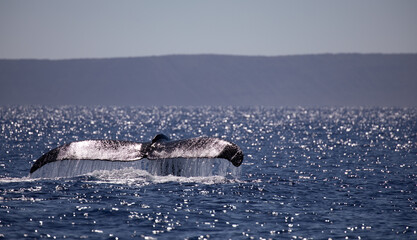 A humpback whale tail glistens in the sun with a splash of water off the tropical coast of Maui Hawaii © Steve Azer