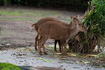 Deer Feeding on Green Vegetation at Wildlife Park