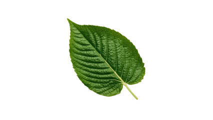 Fototapeta premium green leaf