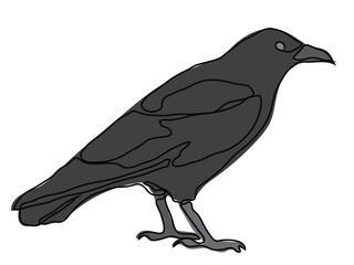 Crow in continuous line drawing on white background.