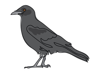 Crow in continuous line drawing on white background.