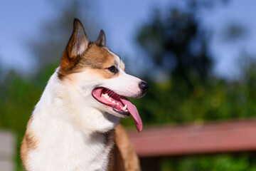 Pembroke Welsh Corgi dog on a sunny day. Standing and looking straight. Close-up. Happy dog. Concept of care, animal life, health, show