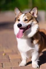 Pembroke Welsh Corgi dog on a sunny day. Standing and looking away, squinting his eyes and sticking out his tongue. Happy dog. Concept of care, animal life, health, show