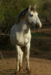 Obraz premium Wild Blue-eyed Stallion at Sunrise