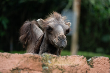 Obraz premium Close-Up of a Bactrian Camel at Zoo